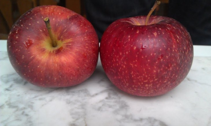 Photo of two Spitzenburg apples side by side in the daylight