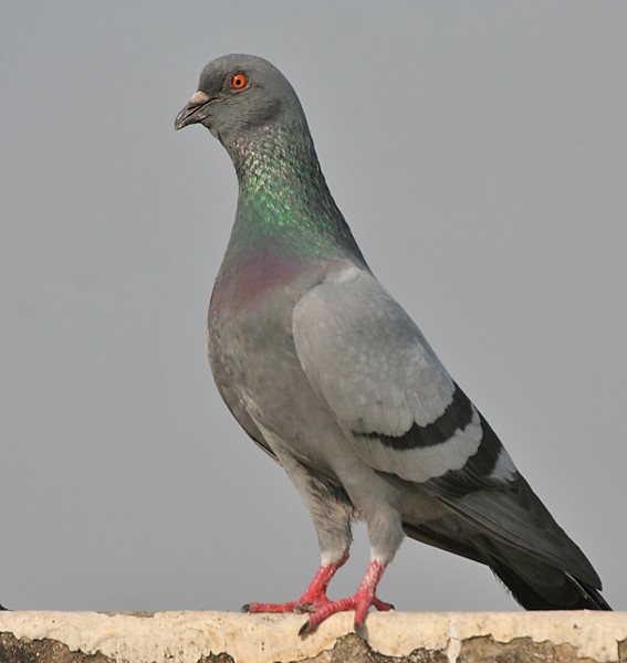 A photo of  a pigeon, facing left and looking somewhat surprised