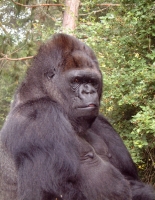 Koko the Gorilla