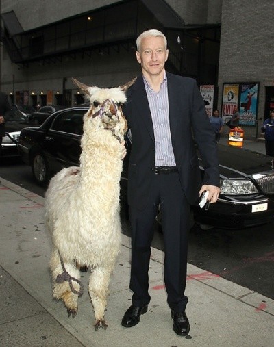 A photo of Anderson Cooper in a suit, on a sidewalk outside the David Letterman studios, with his arm around a llama