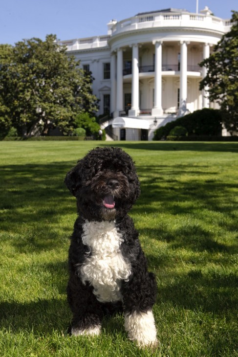 Bo the First Dog. Official White House photo by Chuck Kennedy