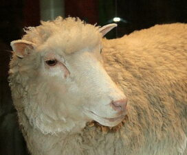 Dolly the Sheep