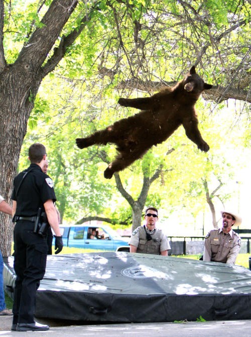 A photo of a bear falling, spread-eagled, from a tree branch onto a pile of athletic padding