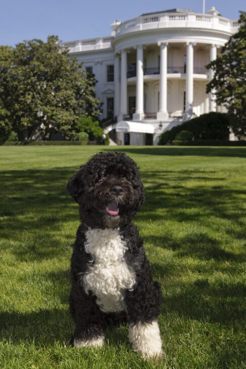 Bo the Dog is a big guy with fluffy-curly poodle-like fur that curls over his eyes. He sits on the grass of the South Lawn with the White House in the background. We'd swear that he was smiling.