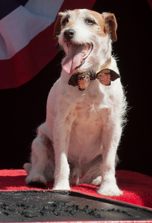 Photo of Uggie the Terrier, smiling for cameras in a spangled bow tie, behind his Grauman's Theater plaque