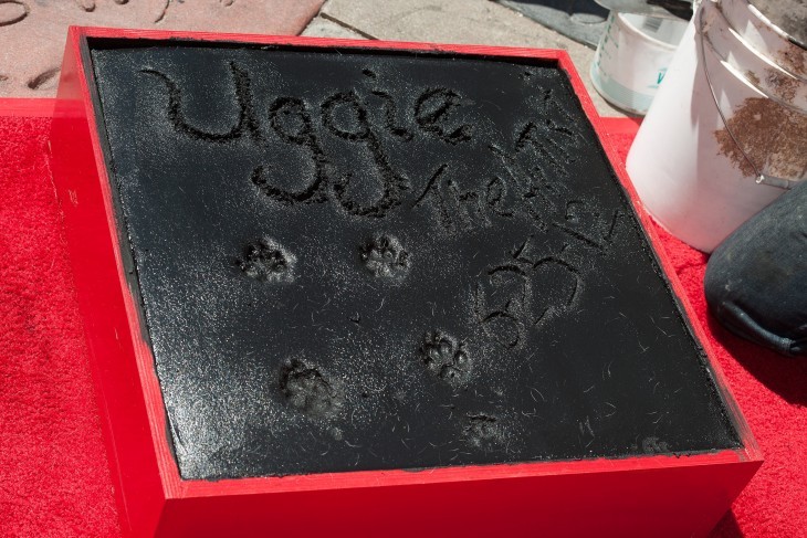 Photo of Uggie's pawprints in cement, with his 