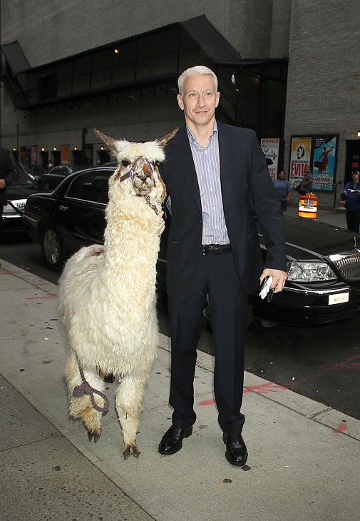 Photo of Anderson Cooper on a NY street with a llama on a tether, in front of a limousine