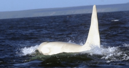 A photo of a great white whale with a white dorsal fin