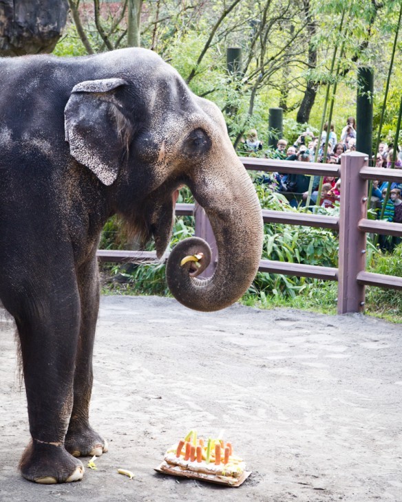 A photo of Packy the Elephant standing over a cake with carrots for candles