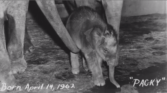 A photo of Packy as a baby elephant, fuzzy and being nudged by the trunk of his mother