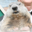 Photo of groundhog Punxsutawney Phil, behing held up by a handler for cameras