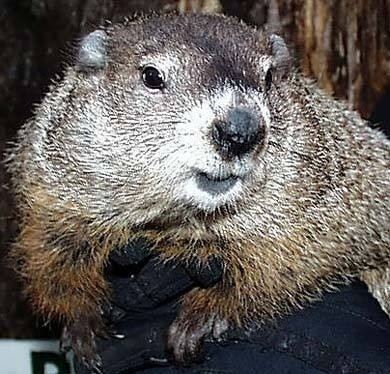 Groundhog.org