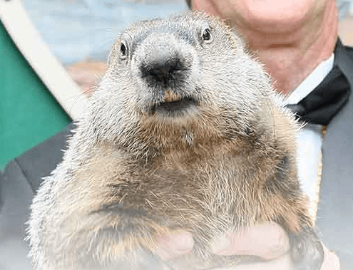 Photo of groundhog Punxsutawney Phil, behing held up by a handler for cameras
