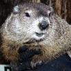 A photo of Punxsutawney Phil, furry and cute and silver-brown