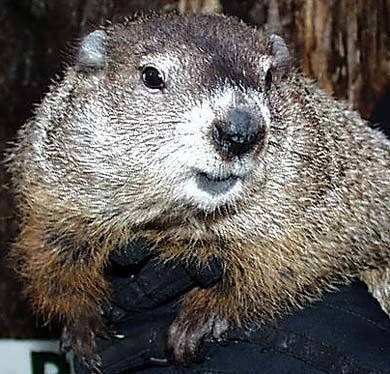 A photo of Punxsutawney Phil, furry and cute and silver-brown
