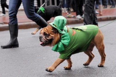A small pug-type dog walks down the street in a green jersey and a green hat