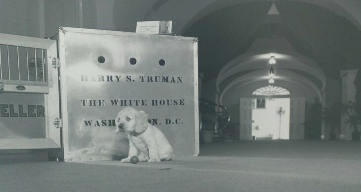 A sad-looking spaniel puppy sits alone in front of a shipping crate in a White House hallway