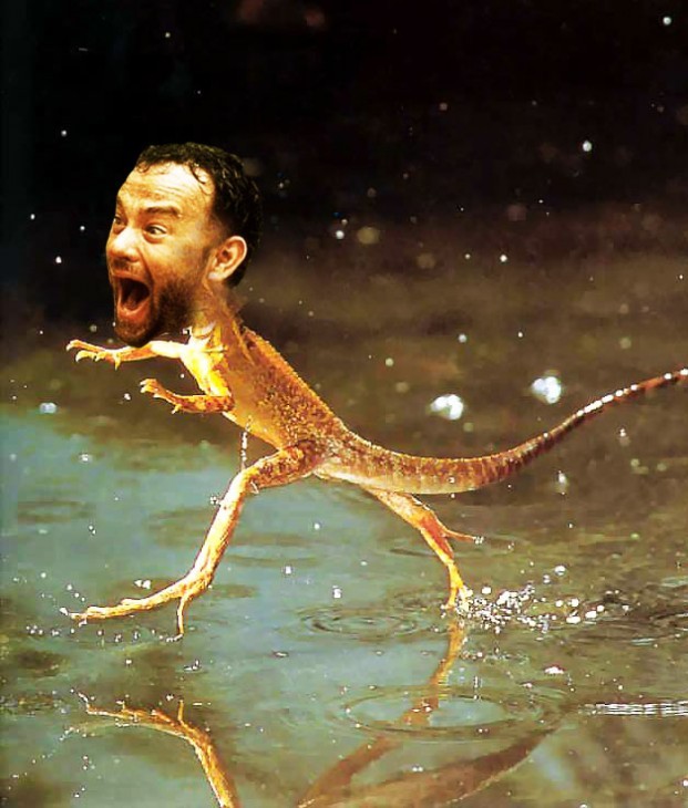 tom hanks animals