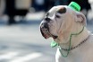 St. Patrick's Day parade in Sunnyside, Queens.Featuring: Atmosphere. Where: New York, New York, United States. When: 06 Mar 2016.
